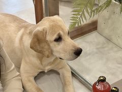 -共舞时光猫咖·狗咖(新街口店)
