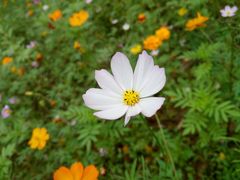 -福建鲤鱼洲酒店