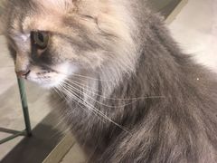 -猫儿山۰猫主题餐厅