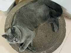-宠颐生宠物医院外科·内科·皮肤科·影像科(石龙店)