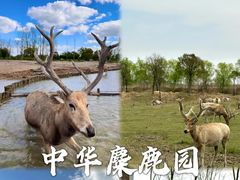 -荷兰花海