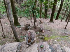 -黔灵山公园