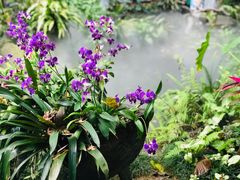 -呀诺达热带雨林