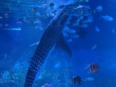 -烟台海昌鲸鲨海洋公园