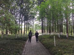 -桤木河湿地公园