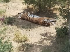 -新疆天山野生动物园