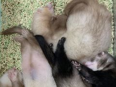 -藦茜花园宠物主题亲子互动体验馆(国顺东路店)