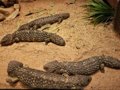 -费瑟代尔野生动物园