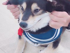 -逗柴咖啡屋·狗咖猫咖宠物桌游