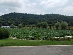 -龙寺生态园