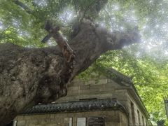 -青岛崂山太清宫