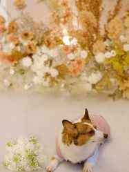 点击看大图 -琥珀婚礼策划AMBER WEDDING