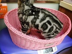 -纳吉亚猫专科动物医院博雅分院