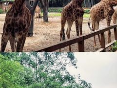 -广州长隆野生动物世界