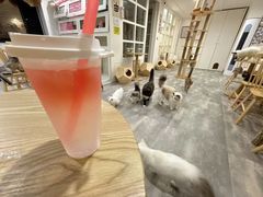 -楼上猫咖(罗湖店)