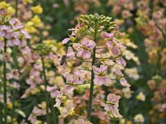 -中国天府农业博览园