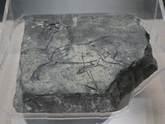 -亳州博物馆