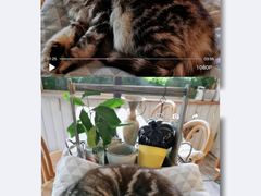 -海边的猫和咖啡馆