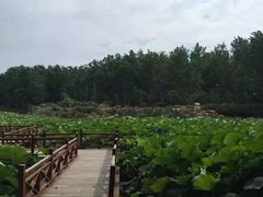 -合肥滨湖国家森林公园