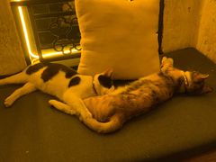 -Sirena海妖日咖夜酒