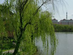 -南汇桃花村