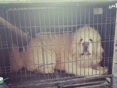 -保定市花鸟鱼虫市场