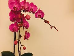 -大可堂普洱茶馆(襄阳南路馆)