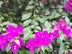 -三圣花乡旅游区