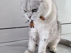 -派美特宠物医院·核磁CT·骨科肿瘤·疑难转诊(沈农禾丰店)