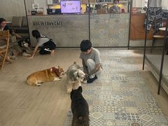 -Dog in Town Ekkamai