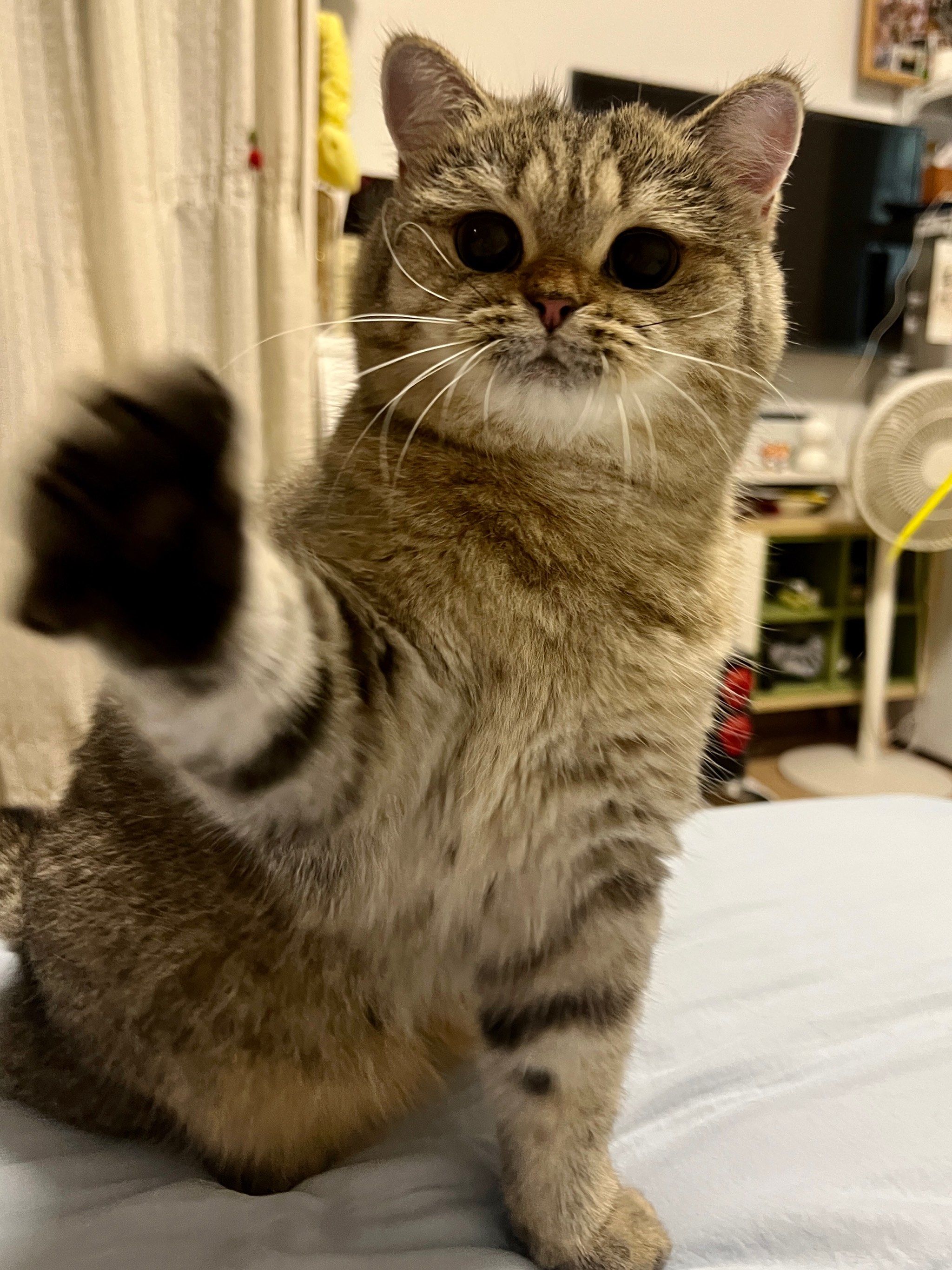 一巴掌呼逗猫棒
