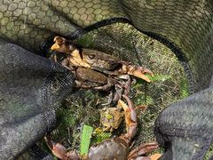 -两河城市森林公园