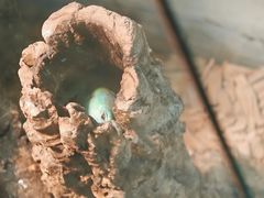 -酷以爬仙阁实体爬宠店·守宫·蜥蜴·专业繁育