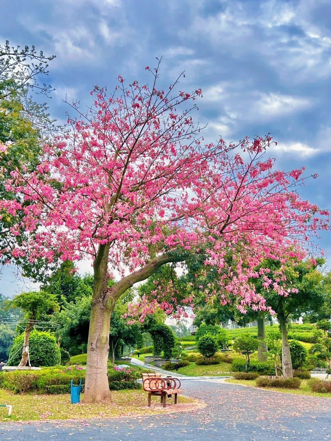 粉了粉了,自带氛围感,这颗异木棉美到犯规!