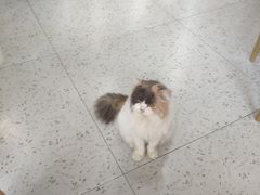 -喵园·猫主题咖啡厅·撸猫·猫咖(国贸店)