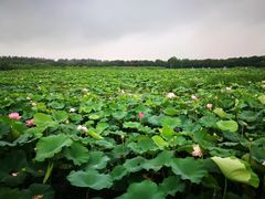 -荷塘月色湿地公园·向阳花洲