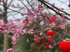 -花开海上生态园