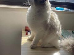 -宠爱有家宠物店(环镇北路店)