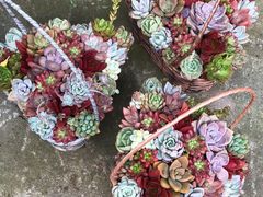 -金科花卉市场