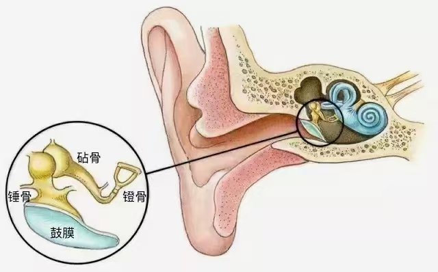 外耳道组成图片