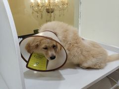 -宠颐生汉谟拉比宠物医院