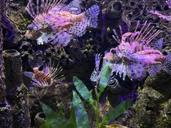 -太平洋海底世界