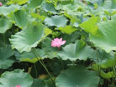 -莲湖公园