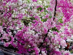 -深圳国际园林花卉博览园