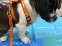 -芭比堂动物医院·CT·微创中心(新顺分院)