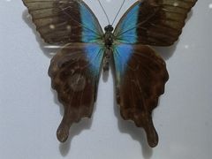 -上海昆虫博物馆