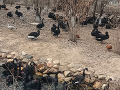 -长白岛森林公园