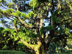-鼓岭旅游度假区