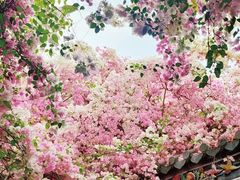 -深圳国际园林花卉博览园