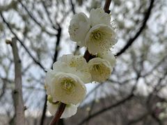 -香雪海